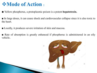 Mode of Action :
■ Yellow phosphorus, a protoplasmic poison is a potent hepatotoxin.
■ In large doses, it can cause shock and cardiovascular collapse since it is also toxic to
the heart.
■ Locally, it produces severe irritation of skin and mucosa.
■ Rate of absorption is greatly enhanced if phosphorus is administered in an oily
vehicle.
 