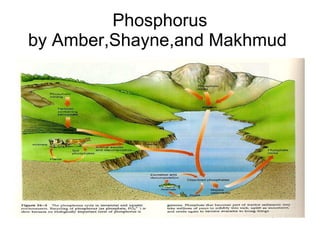 Phosphorus by Amber,Shayne,and Makhmud  