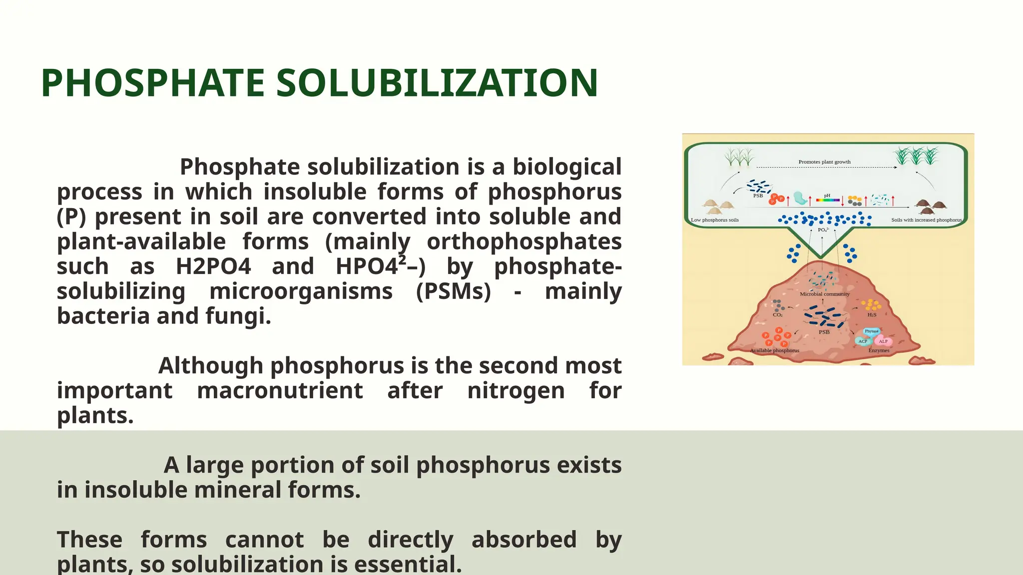 PHOSPHATE MOBILIZATION & PHOSPHATE SOLUBILIZATION.pptx