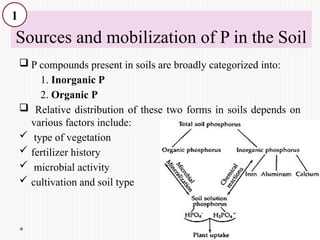 Phosphorus uptake by Ectomycorrhiza and Endomycorhhiza.pptx
