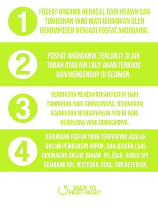 Daur Fosfor || Phosporus Cycle