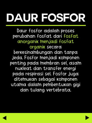 Daur Fosfor || Phosporus Cycle