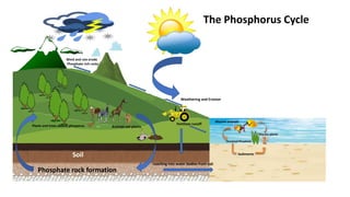 Wind and rain erode
Phosphate rich rocks
Fertilizer runoff
Animals eat plants
Plants and trees absorb phosporus
Weathering and Erosion
Marine animals
Marine plants
Dissolved Phosphate
Sediments
Phosphate rock formation
The Phosphorus Cycle
Soil
Leaching into water bodies from soil
 