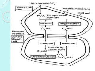 CO2
 CO2 enters the calvin cycle.
 