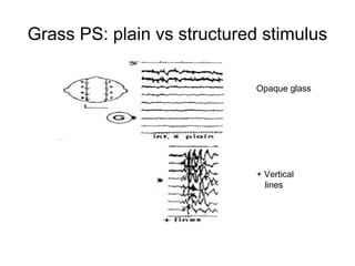 Grass PS: plain vs structured stimulus
Opaque glass
+ Vertical
lines
 