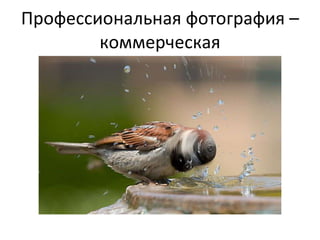 Профессиональная фотография – коммерческая 