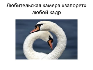 Любительская камера «запорет» любой кадр 