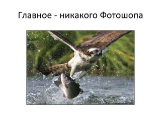 Главное - никакого Фотошопа 