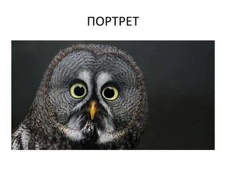 ПОРТРЕТ 