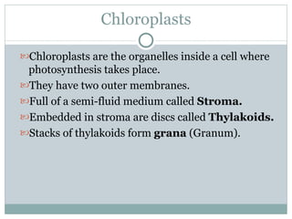 Chloroplasts Chloroplasts are the organelles inside a cell where photosynthesis takes place. They have two outer membranes. Full of a semi-fluid medium called  Stroma. Embedded in stroma are discs called  Thylakoids. Stacks of thylakoids form  grana  (Granum). 
