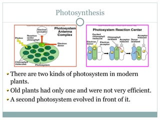 Photosynthesis There are two kinds of photosystem in modern plants.  Old plants had only one and were not very efficient. A second photosystem evolved in front of it. 