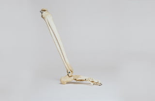 Longest bone of human body