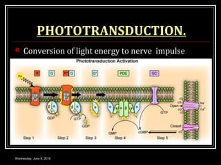 PHOTOTRANSDUCTION.
 Conversion of light energy to nerve impulse
Wednesday, June 8, 2016
 