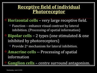 Receptive field of individual
Photoreceptor
 Horizontal cells – very large receptive field.
 Function – enhance visual c...