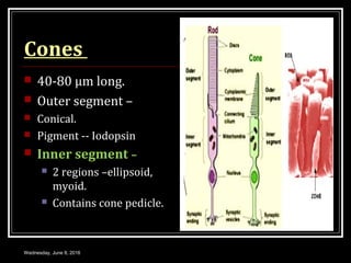Cones
 40-80 μm long.
 Outer segment –
 Conical.
 Pigment -- Iodopsin
 Inner segment –
 2 regions –ellipsoid,
myoid....