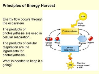 Energy flow occurs through the ecosystem The products of photosynthesis are used in cellular respiration. The products of cellular respiration are the ingredients for photosynthesis.  What is needed to keep it all going? Principles of Energy Harvest 