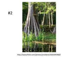 #2




     http://www.flickr.com/photos/anoldent/3263395460/
 