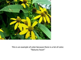 This is an example of color because there is a lot of color.
“Natures heart”
 