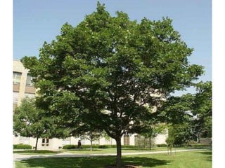 Photo album