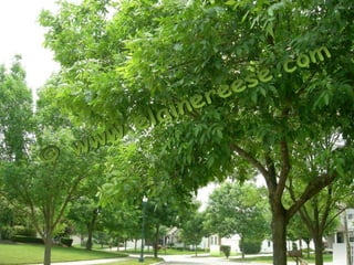 Photo album