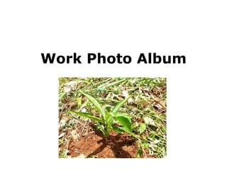 Work Photo Album 