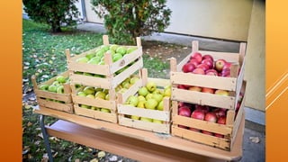 Дан јабуке у Вожду, традционални породични догађај у Вожду