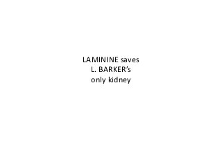 LAMININE saves
L. BARKER’s
only kidney
 