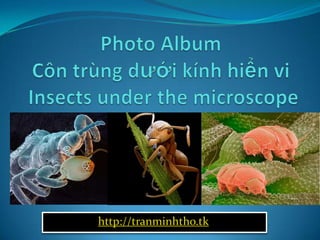 Photo AlbumCôntrùngdướikínhhiển vi Insects under the microscope http://tranminhtho.tk 