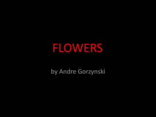 Photo Album by Andre Gorzynski FLOWERS 