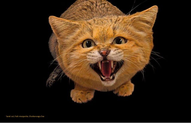 Joel S Cat Joel S Cat