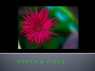 D E P T H of F I E L D
 