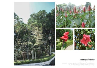 The Royal Garden
A slice of paradise amidst the Royal garden, embraced by
hues of scarlet against the verdant backdrop.
 