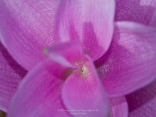 All Photographs are Copyrighted By Michael Fisher