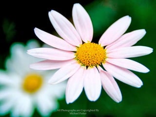 All Photographs are Copyrighted By Michael Fisher