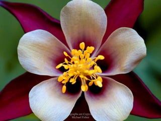 All Photographs are Copyrighted By Michael Fisher