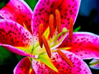 All Photographs are Copyrighted By Michael Fisher
