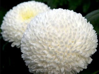 All Photographs are Copyrighted By Michael Fisher