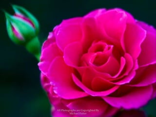 All Photographs are Copyrighted By Michael Fisher