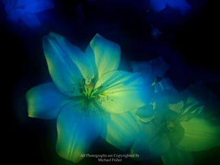 All Photographs are Copyrighted By Michael Fisher