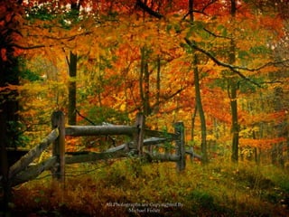 All Photographs are Copyrighted By Michael Fisher