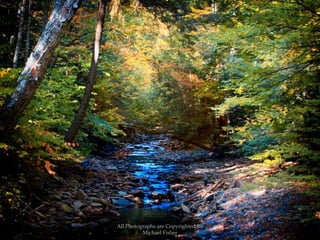 All Photographs are Copyrighted By Michael Fisher