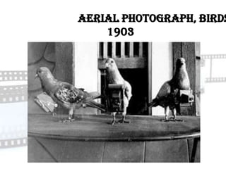 Aerial Photograph, Birds
    1903
 
