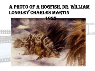 A photo of a hogfish, Dr. William
Longley Charles Martin
              1923
 