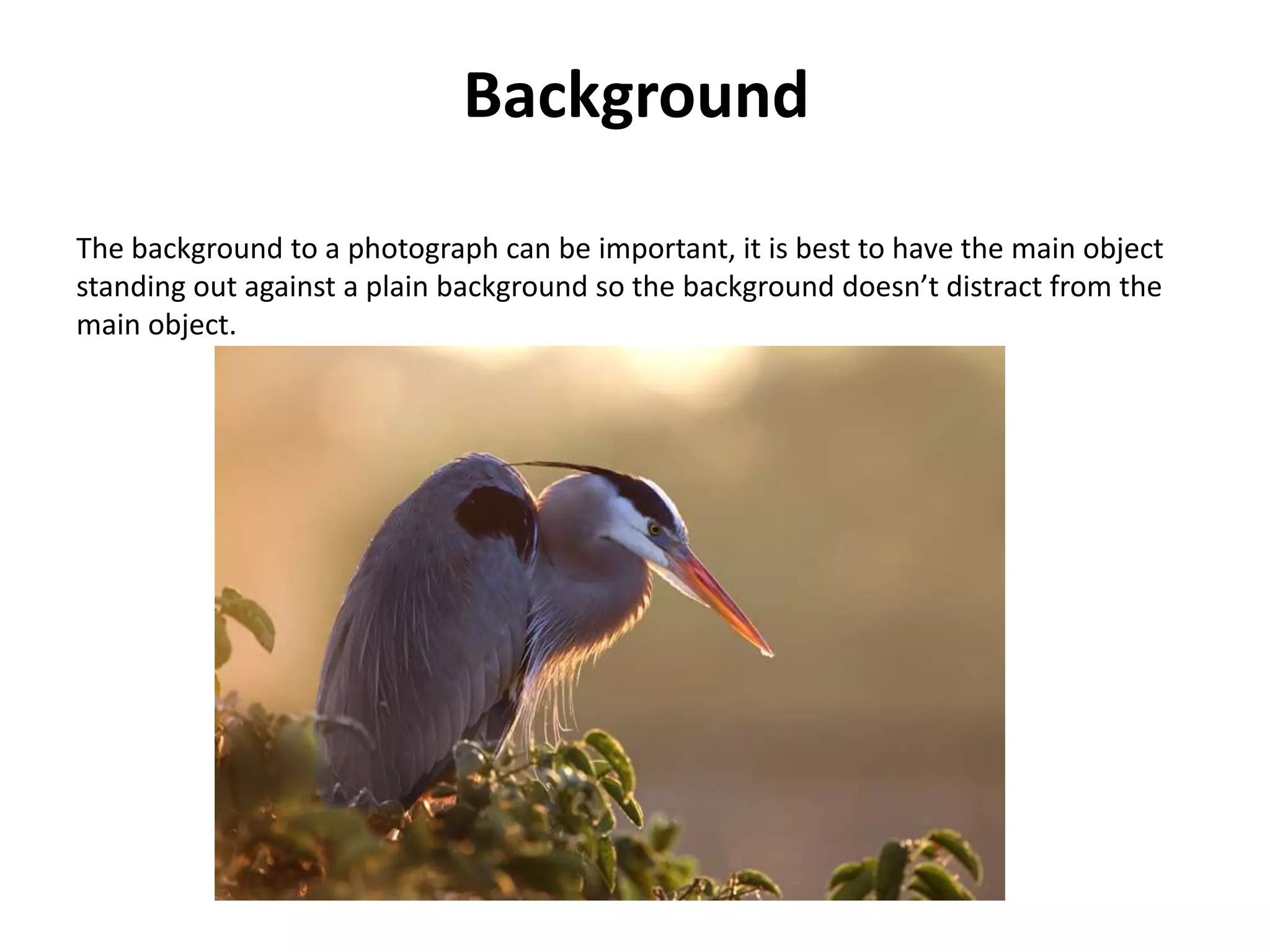 Background

The background to a photograph can be important, it is best to have the main object
standing out against a plain background so the background doesn’t distract from the
main object.
 