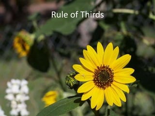 Rule of Thirds