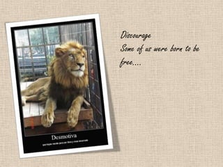 Discourage
Some of us were born to be
free….
 