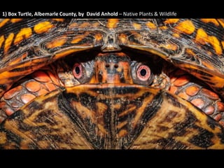 1) Box Turtle by David Anhold– Native Plants & Wildlife

 