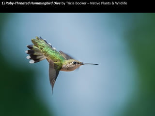 1) Ruby-Throated Hummingbird Dive by Tricia Booker – Native Plants & Wildlife  