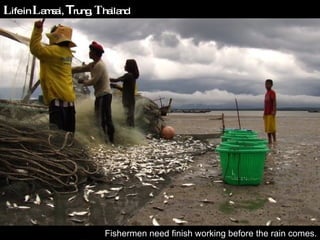 Fishermen need finish working before the rain comes. L ife in  L amsai,  T rung,  T hailand 