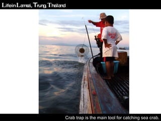 Crab trap is the main tool for catching sea crab. L ife in  L amsai,  T rung,  T hailand 